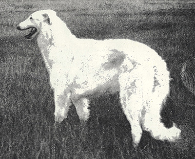 Top Obedience Borzoi 1975